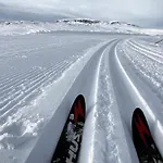 Bjørkli *